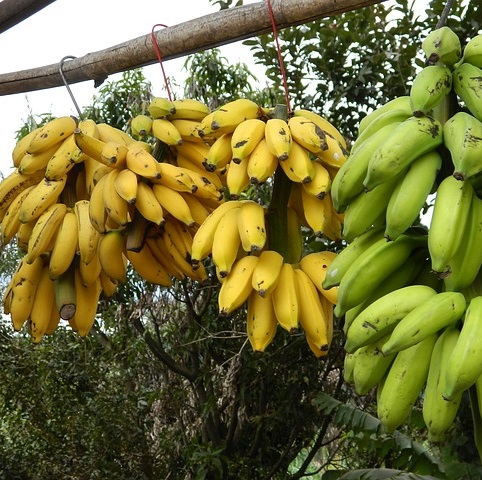 Ｑ２２３　９０本のバナナ